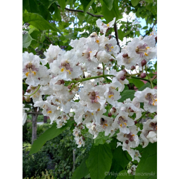 Katalpa zwyczajna-Catalpa bignonioides