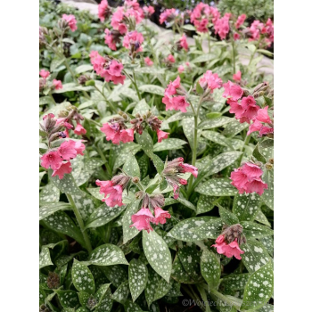 Miodunka-Pulmonaria Shrimps on the Barbie