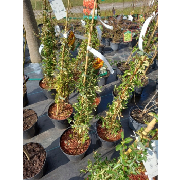 Ognik Orange Glow-Pyracantha