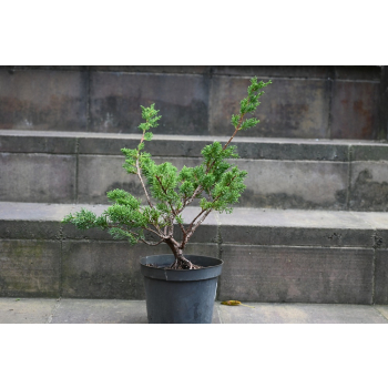 Jałowiec chiński Shimpaku - Juniperus chinensis 0084