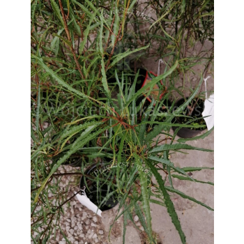 Kruszyna pospolita Aspleniifolia-Frangula alnus