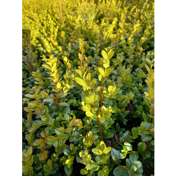 Bukszpan drobnolistny Faulkner-Buxus microphylla