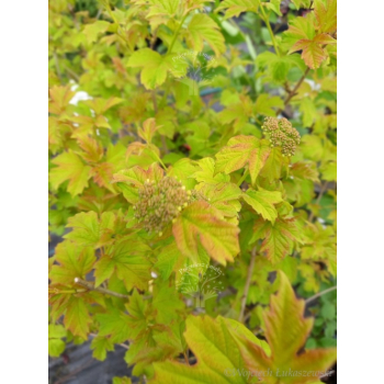 Kalina koralowa Park Harvest-Viburnum opulus