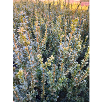 Bukszpan zawszezielony Rotundifolia-Buxus sempervirens