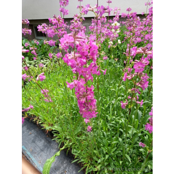 Firletka smółka-Lychnis viscaria