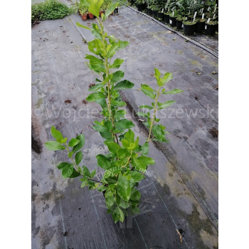 Orszelina olcholistna Clea-Clethera alnifolia