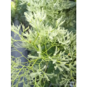 Perukowiec podolski Kanari-Cotinus coggygria