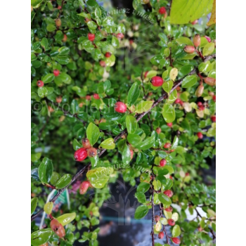 Irga dielsa-Cotoneaster dielsianus