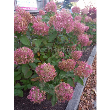 Hortensja bukietowa Phantom-Hydrangea paniculata