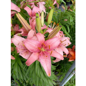 Lilia azjatycka Pink Pixie-Lilium asiatic