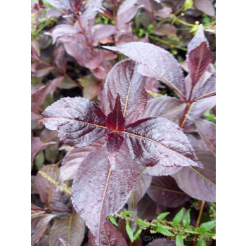 Krzewuszka cudowna Black Ruby-Weigela florida