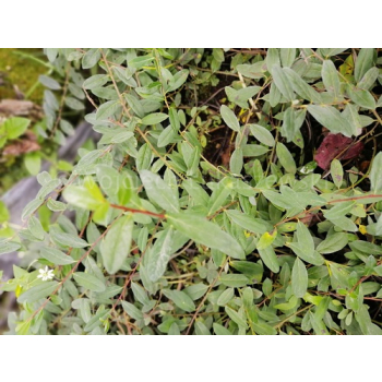 Wierzba Moorei-Salix x grahamii