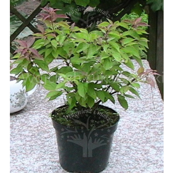 Dereń karłowy-Cornus pumila
