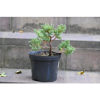 Jalowiec łuskowy Holger - Juniperus squamata 0002
