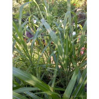 Miskant chiński-Miscanthus sinensis Giraffe