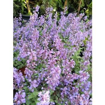 Kocimiętka Fassena Purrsian Blue - Nepeta faassenii
