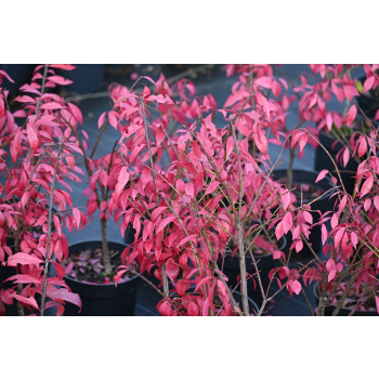 Trzmielina oskrzydlona Little Moses - Euonymus alatus