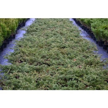 Jałowiec pospolity Repanda - Juniperus communis