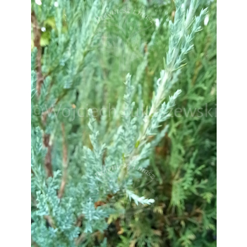 Jałowiec skalny Blue Arrow - Juniperus scopulorum
