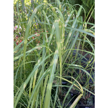 Miskant chiński-Miscanthus sinensis Giraffe