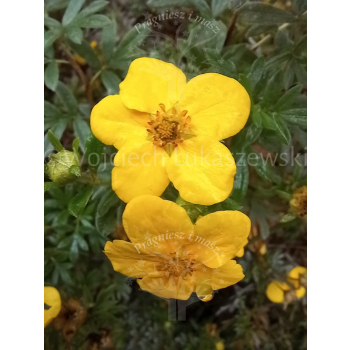 Pięciornik krzewiasty Goldfinger-Potentilla fruticosa