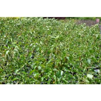 Brzoza papierowa - Betula papyrifera