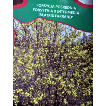 Forsycja pośrednia Beatrix Farrand-Forsythia x intermedia