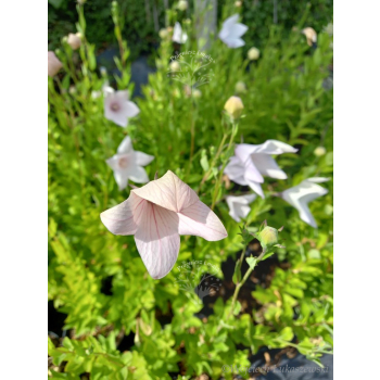 Platykodon różowy-Platycodon grandiflorus