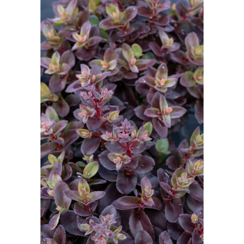 Rozchodnik ogrodowy Globe Pink - Sedum hybridum
