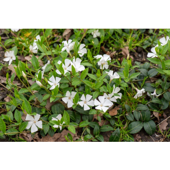 Barwinek pospolity Elisa - Vinca minor