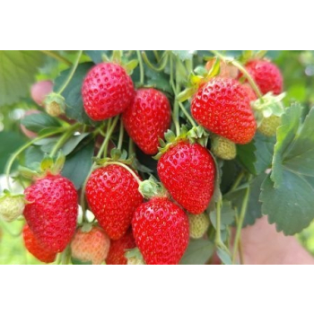 Truskawka Kaskada - Fragaria × ananassa