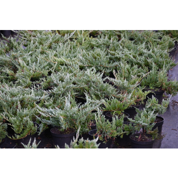 Jałowiec płożący Blue Chip - Juniperus horizontalis