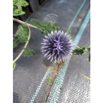 Przegorzan-Echinops ritro