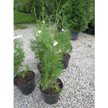 Żywotnik zachodni Malonyana-Thuja occidentalis