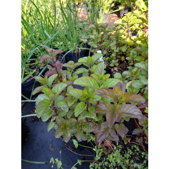 Mięta orange-Mentha citrata
