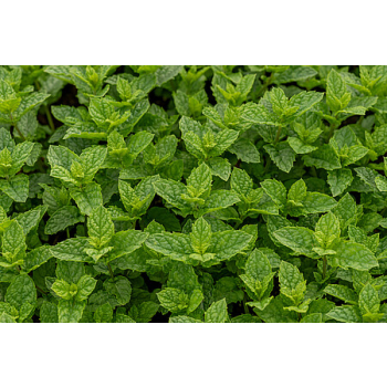 Mięta marokańska-Mentha spicata Moroccan