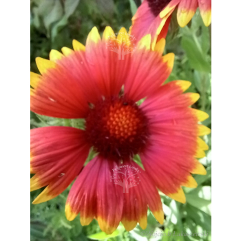 Gailardia niska-Gaillardia aristata