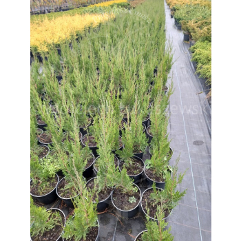 Jałowiec chiński Spartan-Juniperus chinensis