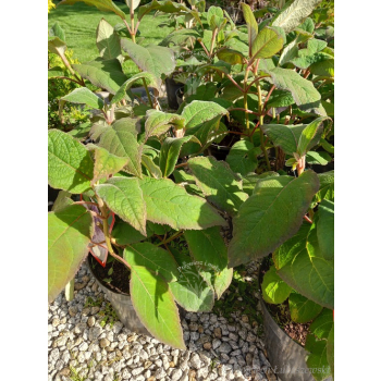 Hortensja kosmata Macrophylla-Hydrangea aspera