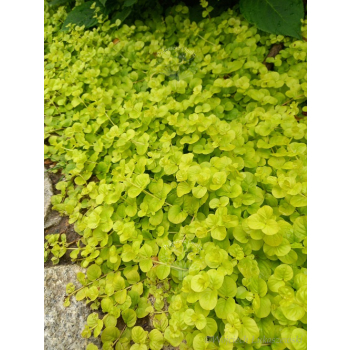 Tojeść rozesłana Goldilocks-Lysimachia nummularia
