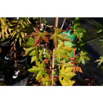 Klon ściętolistny - Acer truncatum