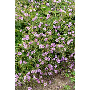 Bodziszek Karen Wouters - Geranium hybrida