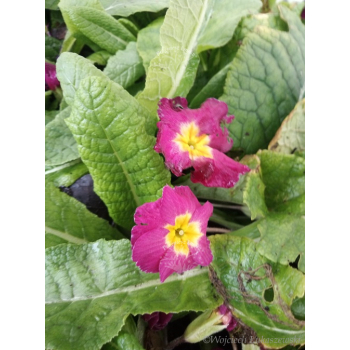 Pierwiosnek bezłodygowy-Primula acaulis