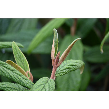 Kalina sztywnolistna - Viburnum rhythidophyllum