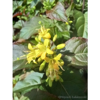 Zadrzewnia Troja Black-Diervilla rivularis
