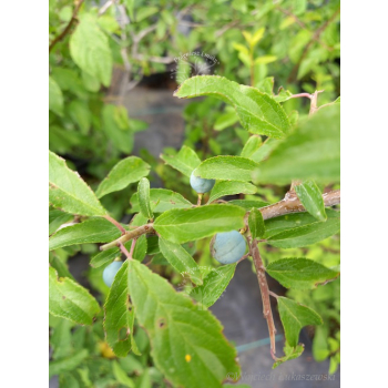 Śliwa tarnina-Prunus spinosa