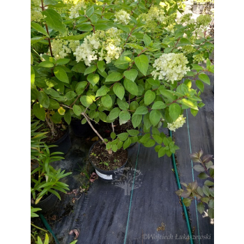 Hortensja Harry's Souvenir-Hydrangea paniculata