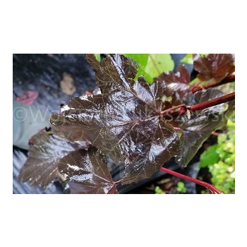 Pęcherznica kalinolistna Diabolo-Physocarpus opulifolius
