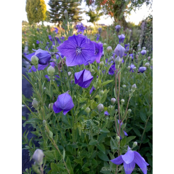 Platykodon niebieski-Platycodon grandiflorus
