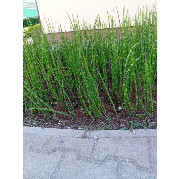 Skrzyp zimowy - Equisetum hyemale